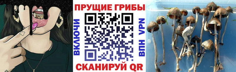 Псилоцибиновые грибы Psilocybine cubensis OMG зеркало Великий Новгород shop наркотические препараты магазин наркотиков